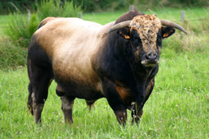 Vache (64) - Copie